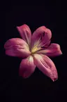 Profile picture of Canopus